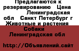 Предлагаются к резервированию › Цена ­ 16 000 - Ленинградская обл., Санкт-Петербург г. Животные и растения » Собаки   . Ленинградская обл.